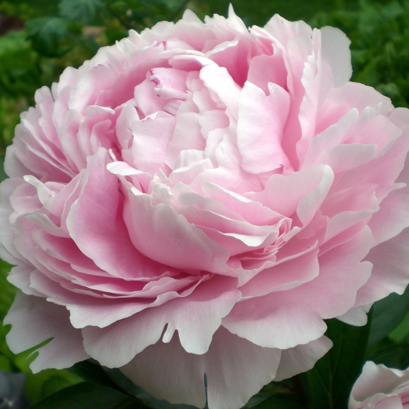 Màu sắc hồng tươi sáng trên cánh hoa mẫu đơn: khám phá ý nghĩa tinh tế