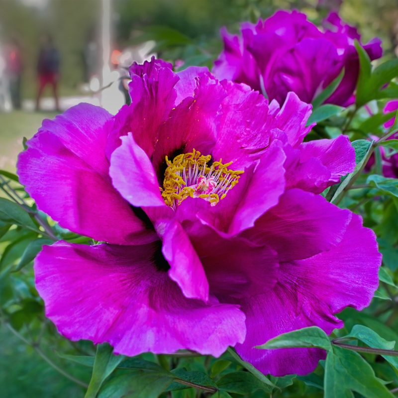 Hoa mẫu đơn tím - tượng trưng của sự quý phái và nổi bật: tìm hiểu ý nghĩa màu sắc