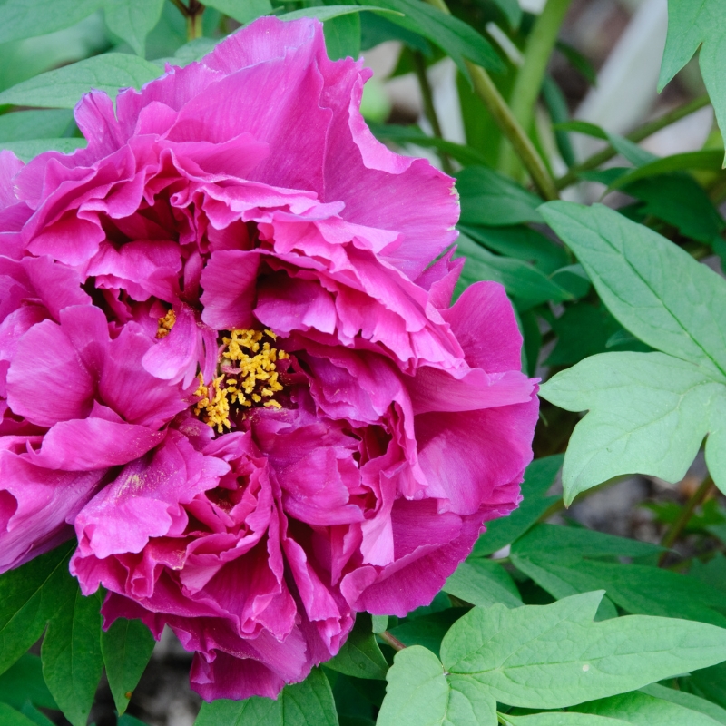 Hoa mẫu đơn màu tím - biểu tượng của sự trang nghiêm và sự tôn quý: ý nghĩa màu sắc