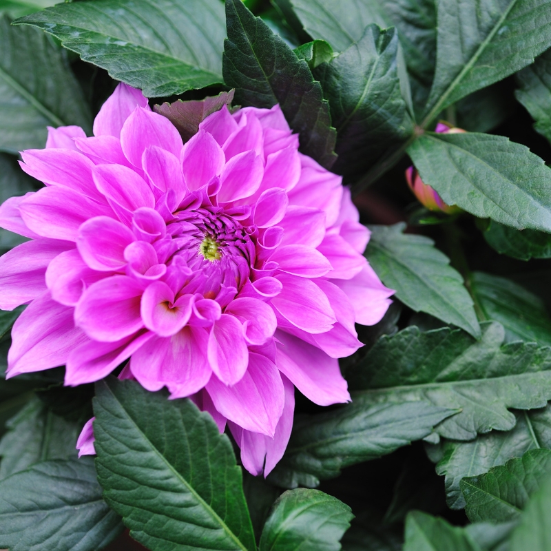 Màu sắc tím tươi sáng trên cánh hoa mẫu đơn: hiểu rõ ý nghĩa tinh tế