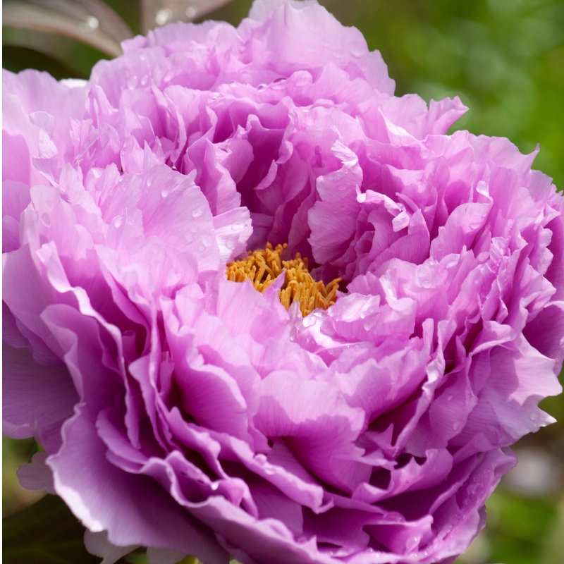 Hoa mẫu đơn màu tím: ý nghĩa sâu sắc và sự lan tỏa của màu sắc