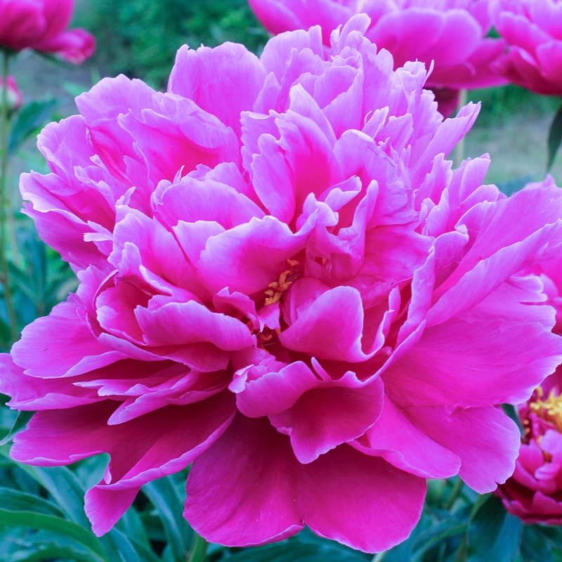 Màu tím trong hoa mẫu đơn: sự thăng hoa và cảm xúc tinh tế