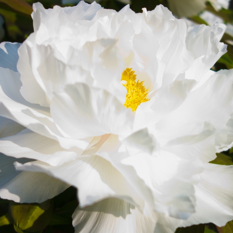 Sự tinh tế và bình yên: hoa mẫu đơn trắng và ý nghĩa màu sắc