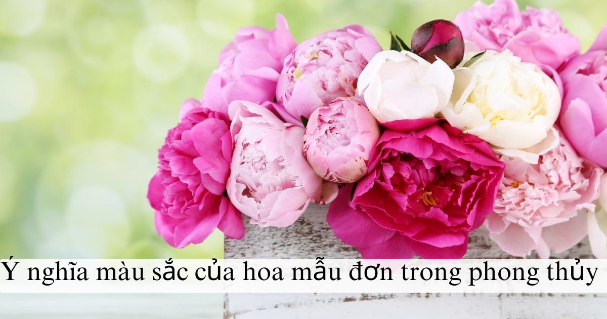 Ý nghĩa màu sắc của hoa mẫu đơn trong phong thủy