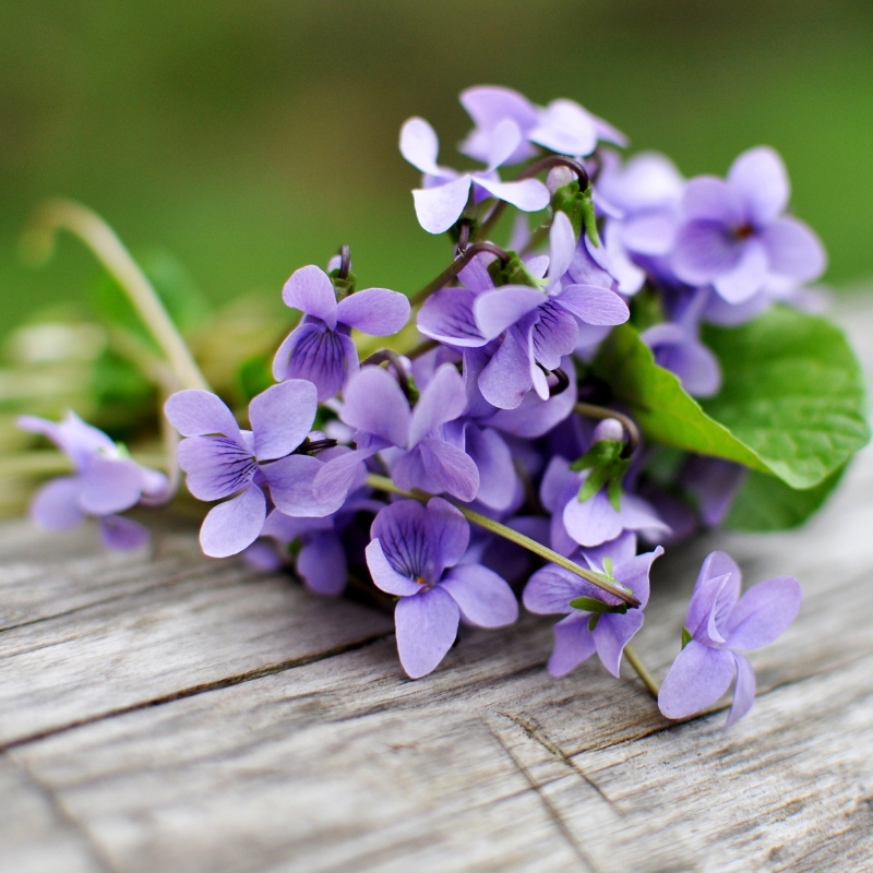 Sắc tím và ý nghĩa của nó trong việc chúc mừng sinh nhật.