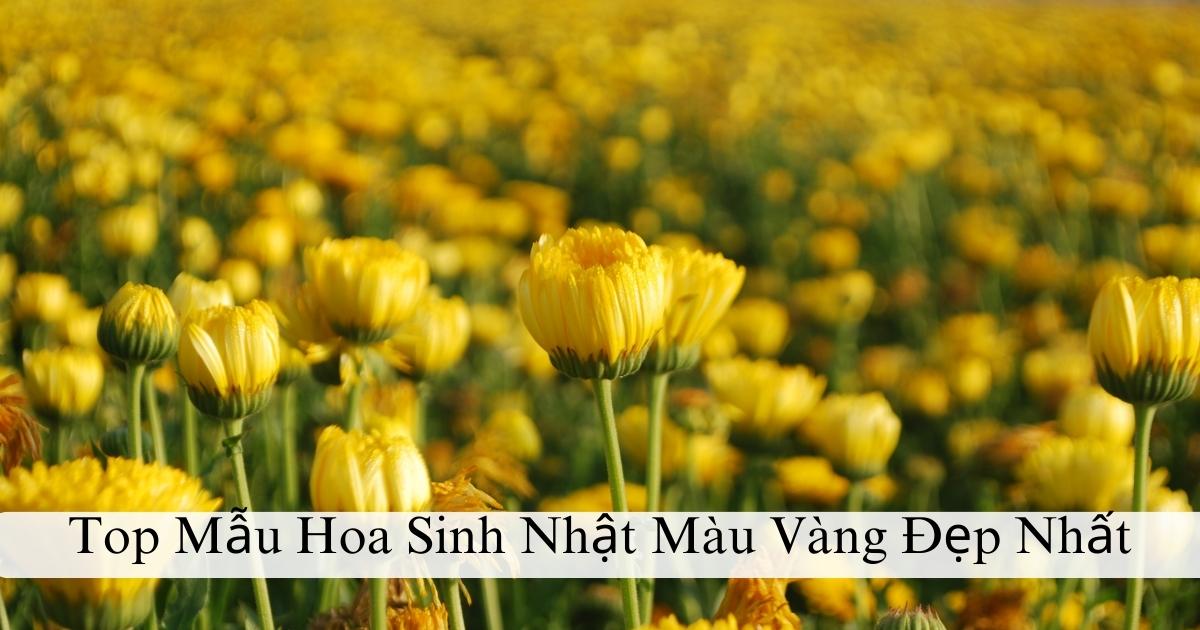 Top mẫu hoa sinh nhật màu vàng đẹp nhất