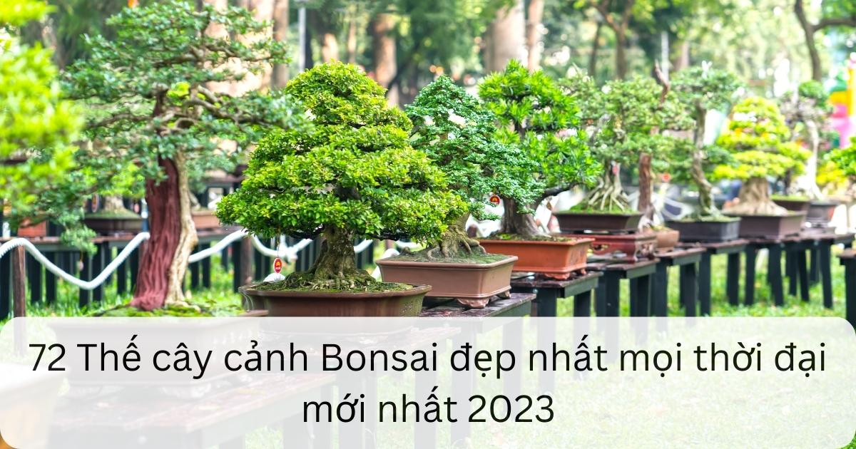 72 Thế cây cảnh Bonsai đẹp nhất mọi thời đại mới nhất 2025