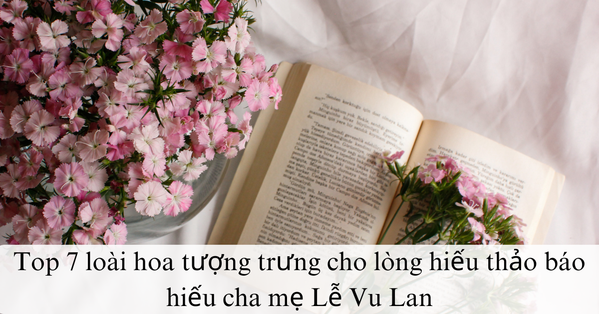 Top 7 loài hoa tượng trưng cho lòng hiếu thảo báo hiếu cha mẹ Lễ Vu Lan