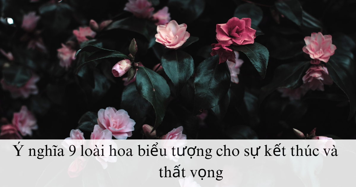 Ý Nghĩa 9 Loại Hoa Biểu Tượng cho Sự Kết Thúc và Thất Vọng.