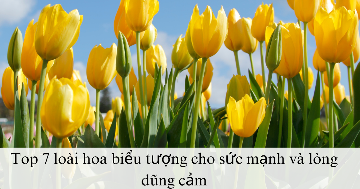 Top 7 loài hoa biểu tượng cho sức mạnh và lòng dũng cảm