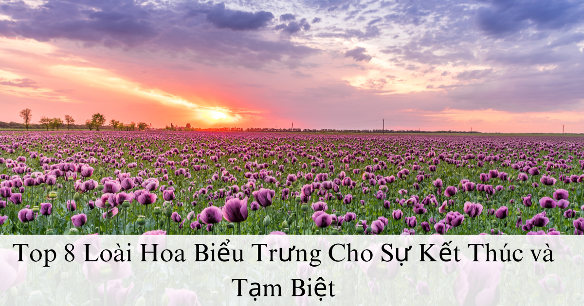 Top 8 Loài Hoa Biểu Trưng Cho Sự Kết Thúc và Tạm Biệt