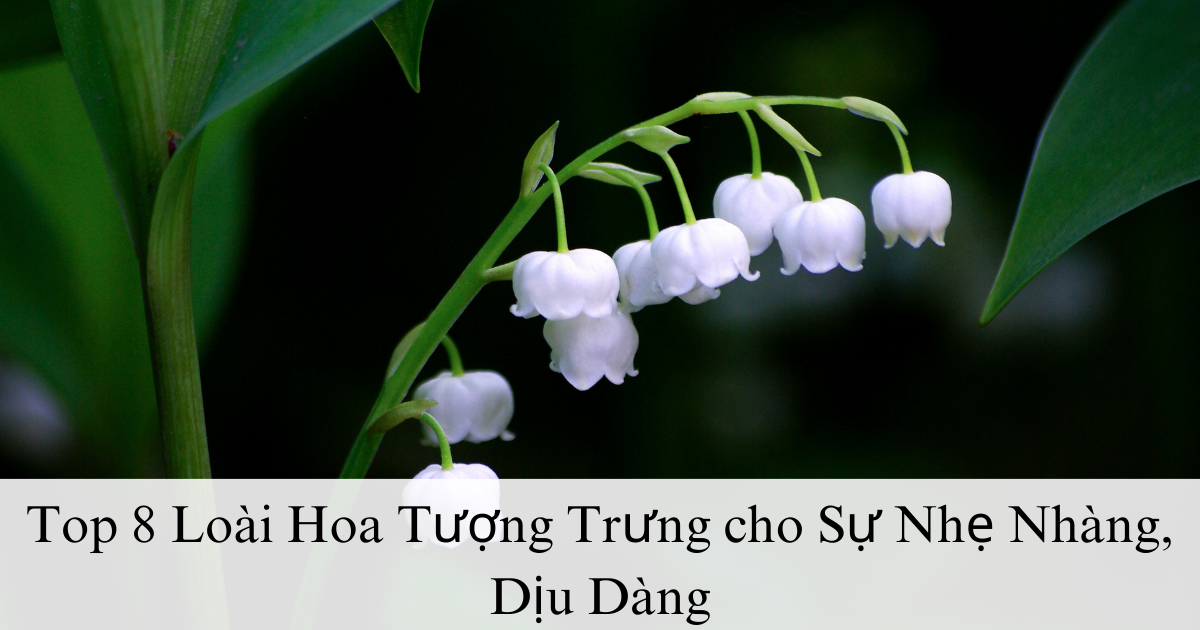 Top 8 Loài Hoa Tượng Trưng cho Sự Nhẹ Nhàng, Dịu Dàng