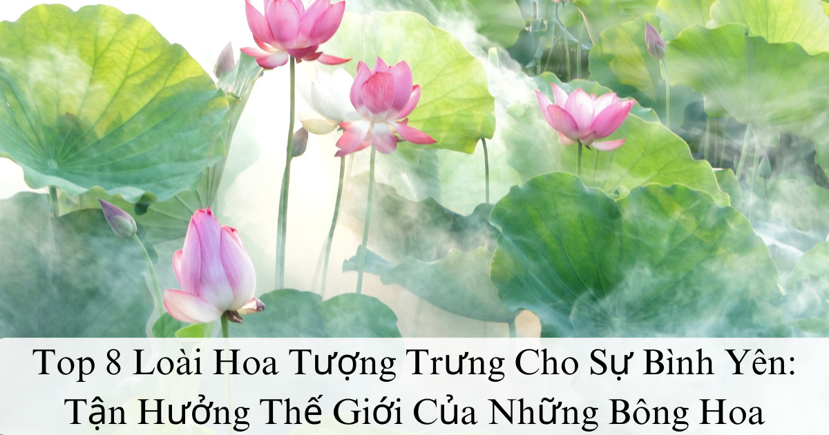 Top 8 Loài Hoa Tượng Trưng Cho Sự Bình Yên: Tận Hưởng Thế Giới Của Những Bông Hoa