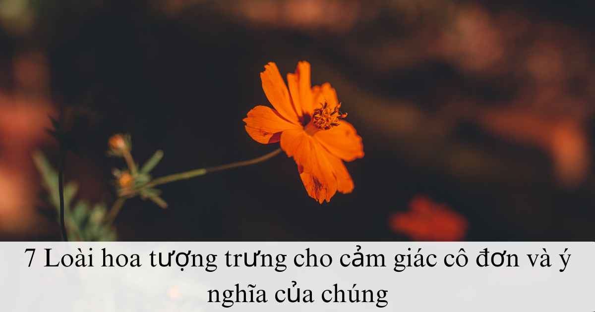 7 Loài hoa tượng trưng cho cảm giác cô đơn và ý nghĩa của chúng