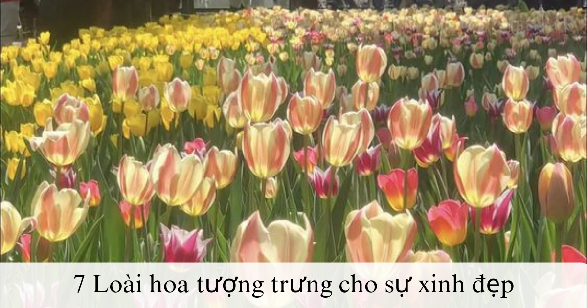 Top 7 loài hoa tượng trưng cho sự xinh đẹp