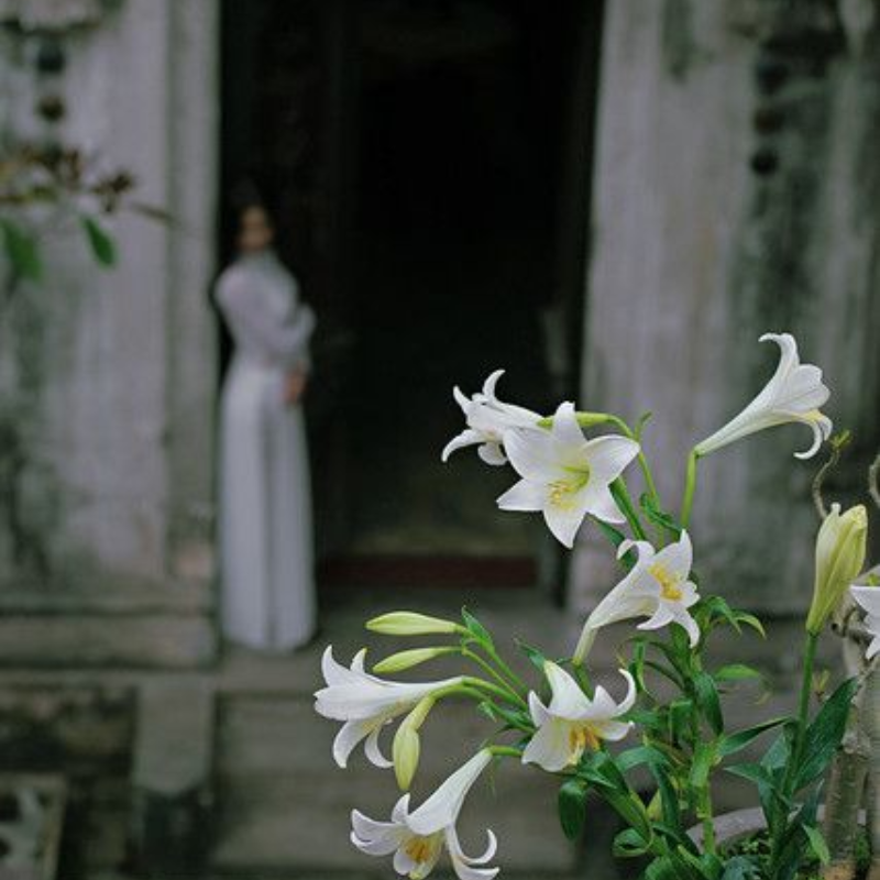 Hoa Loa Kèn - Biểu Tượng Của Sự Thuần Khiết và Yêu Thương