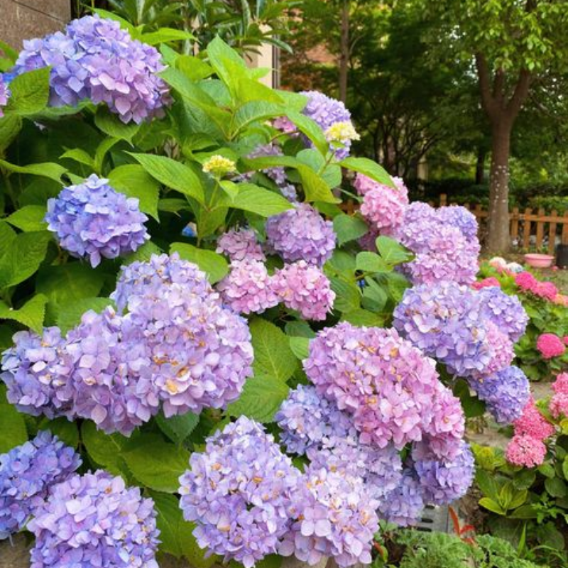 Hoa Cẩm Tú Cầu- Biểu tượng của Lòng Biết Ơn và Sự Hiếu Thảo