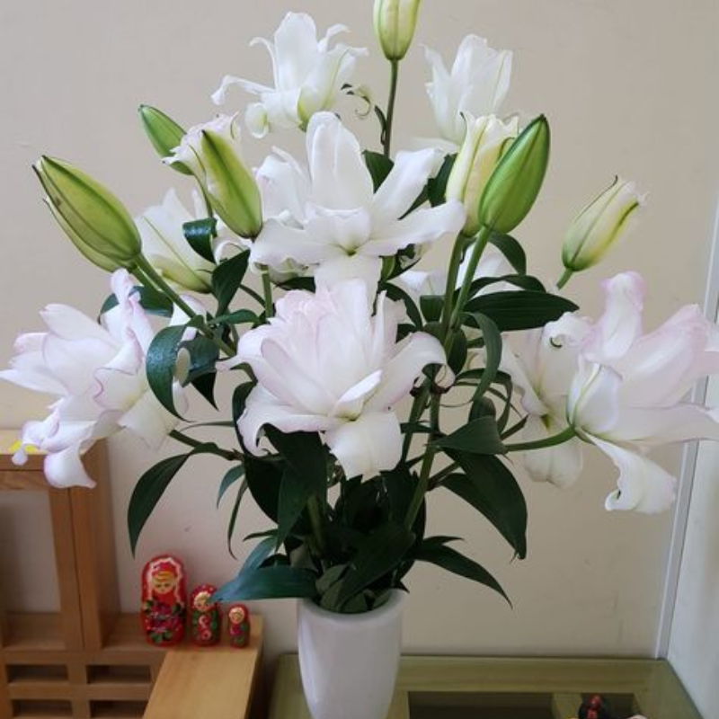 Hoa Lan - Biểu tượng của Sức Mạnh và Sự Bền Bỉ