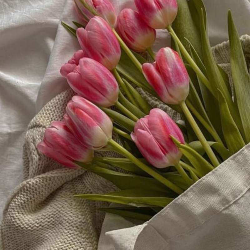 Hoa Tulip - Biểu Tượng Vẻ Đẹp Lãng Mạn và Ý Nghĩa Tình Yêu