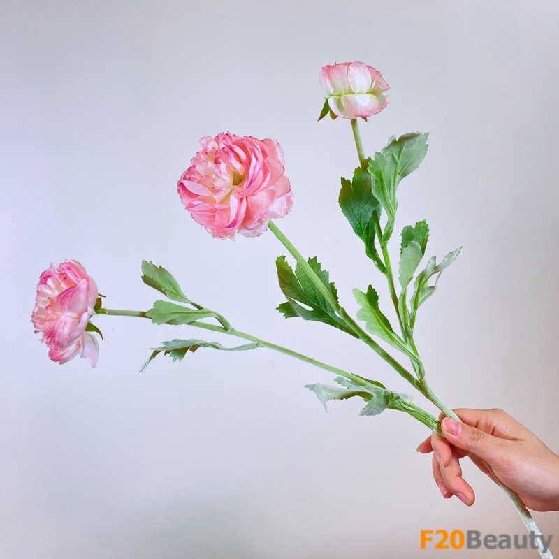 Vẻ đẹp tinh khôi: Nhánh hoa hồng David Austin hồng nhạt 3 bông