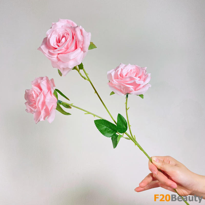 Hoa hồng Ingrid Bergman - Biểu tượng của sự quyến rũ và tinh tế