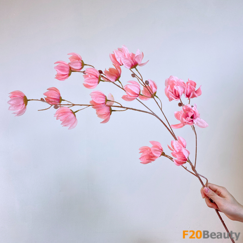 Hoa lồng đèn Jollies Riems màu hồng taffy: Một sự kết hợp tuyệt đẹp của màu sắc và thiên nhiên