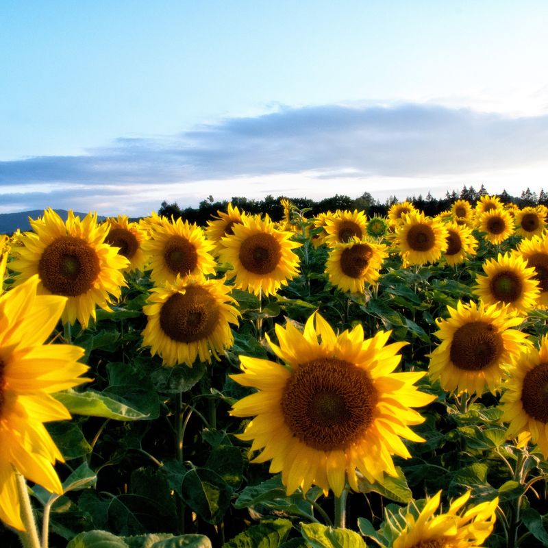 Hoa Hướng Dương - Niềm Vui và Sức Sống