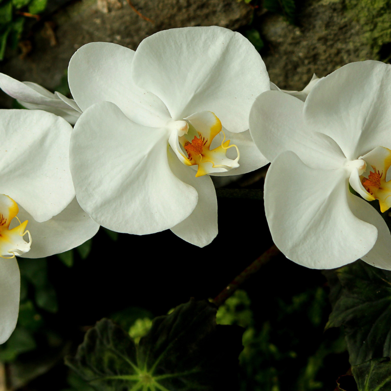 Hoa Lan - Biểu Tượng của Sự Sang Trọng và Tinh Tế