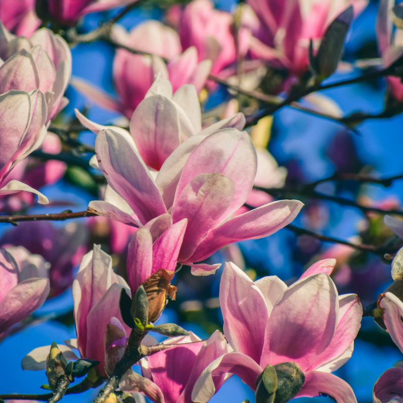 Hoa Mộc Lan - Biểu tượng Sự Chân Thật và Hài Hòa