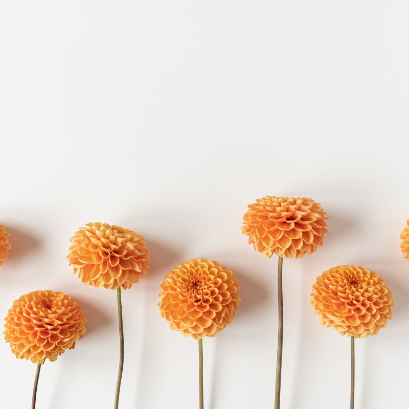 Hoa Thược Dược - Tượng Trưng của Sự Đa Dạng và Cá Tính