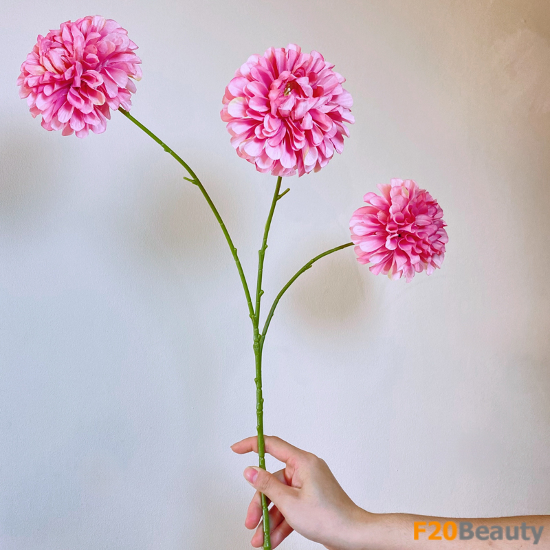 Vẻ đẹp quyến rũ: Hoa thược dược màu hồng fuchsia với 3 bông nở rộ