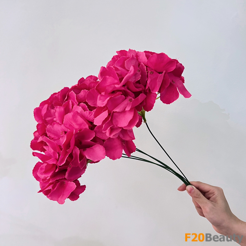 Trải nghiệm vẻ đẹp thần tiên: Hoa cẩm tú cầu Hydrangea Macrocarpa màu hồng Bubblegum trong ánh sáng tự nhiên