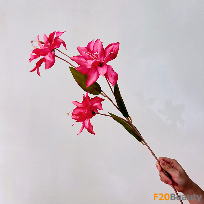 Hoa diên vĩ Sparaxis màu hồng Bubblegum - Sự hòa quyện của màu sắc và thiên nhiên