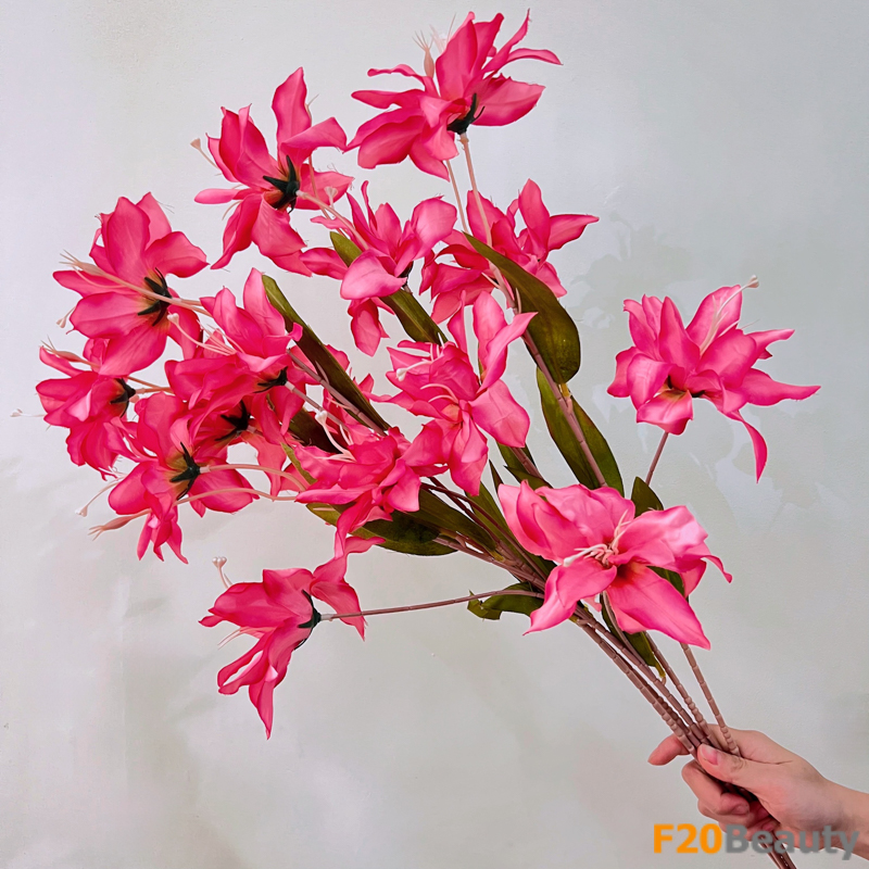 Hoa diên vĩ Sparaxis - Biểu tượng của vẻ đẹp và sự quyến rũ màu hồng