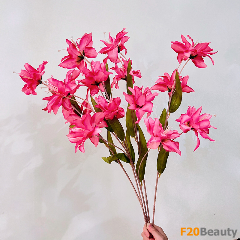 Lối sống tươi mới: Hoa diên vĩ Sparaxis màu hồng Bubblegum làm cho ngày của bạn trở nên đặc biệt