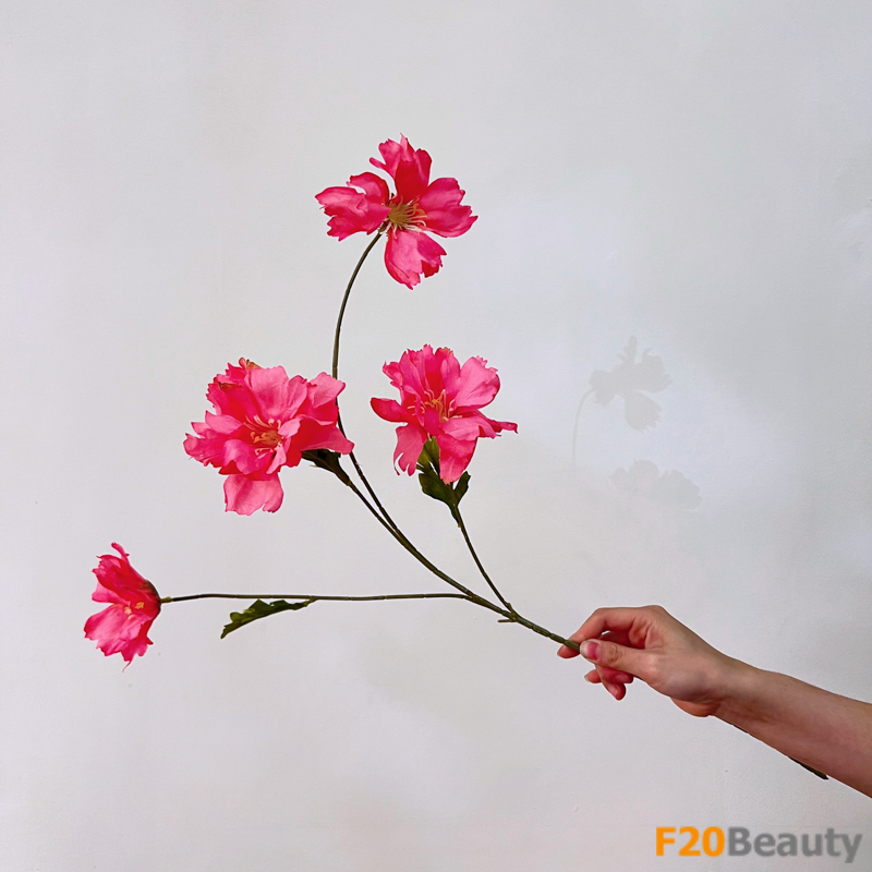 Màu hồng Bubblegum đốn tim: Hoa đỗ quyên Indicum nở rộ trong sắc màu tươi sáng