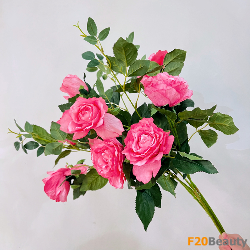 Hoa hồng Rosa centifolia - Biểu tượng của sự tinh tế và mê hoặc trong màu hồng Taffy