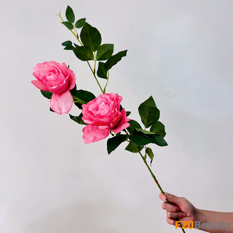 Hoa hồng Rosa centifolia màu hồng Taffy: Sắc hồng tươi sáng đầy quyến rũ