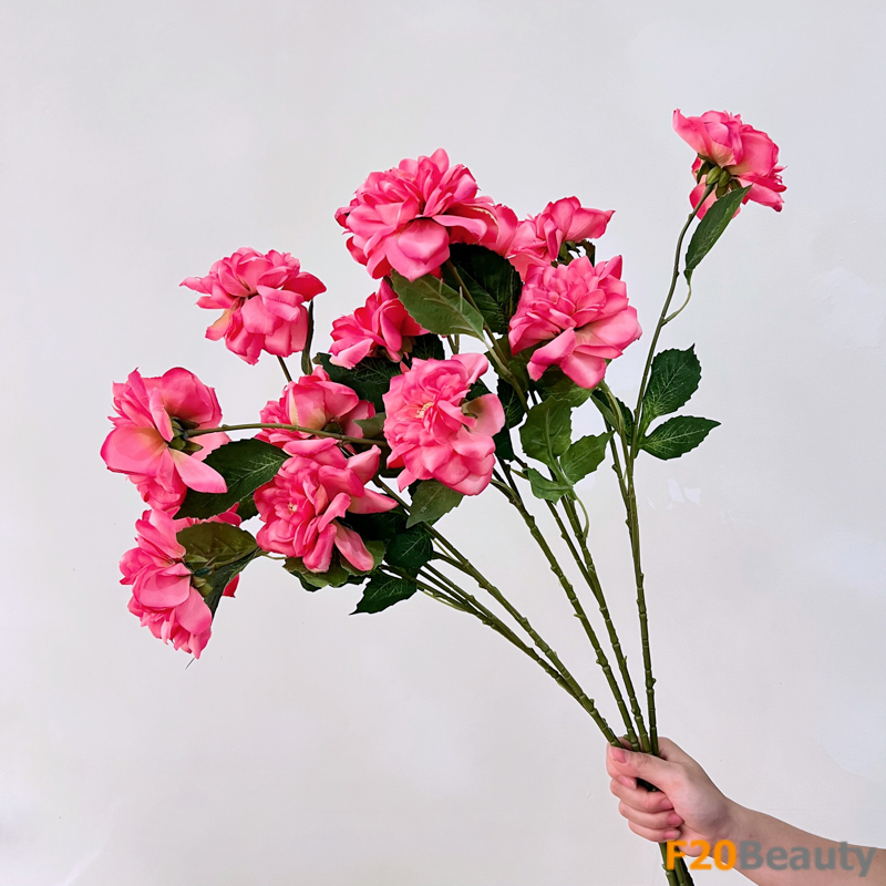 Hoa hồng Trung hoa - Biểu tượng của sự tinh tế và mê hoặc trong màu Fuscia