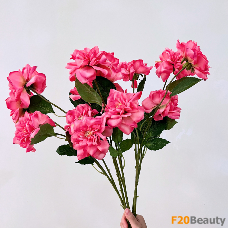 Hoa hồng Trung hoa - Biểu tượng của sự tinh tế và mê hoặc trong màu Fuscia