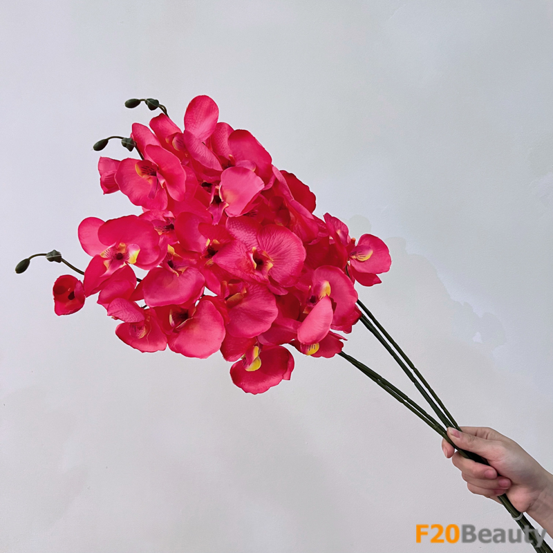 Hoa lan hồ điệp màu hồng