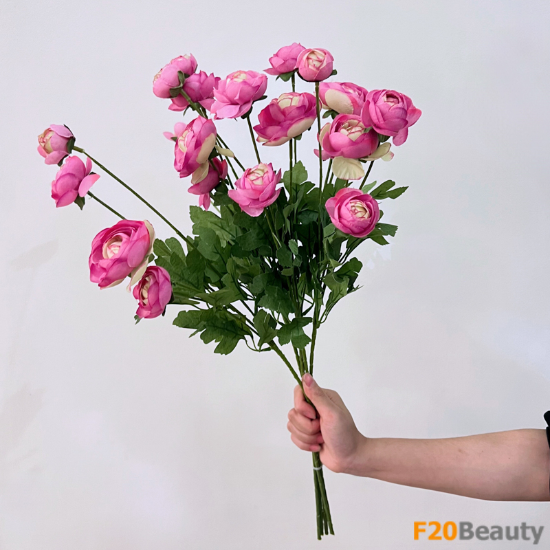 Sắc hồng rực rỡ: Hình ảnh hoa mao lương Ranunculus Asiaticus Taffy đẹp ngỡ ngàng