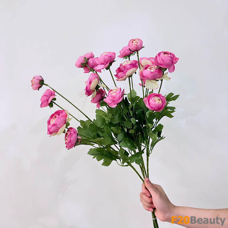 Hoa mao lương Ranunculus Asiaticus màu hồng