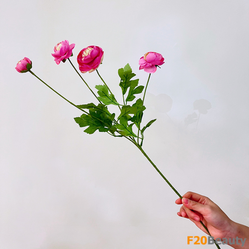 Hoa mao lương Ranunculus Asiaticus màu hồng