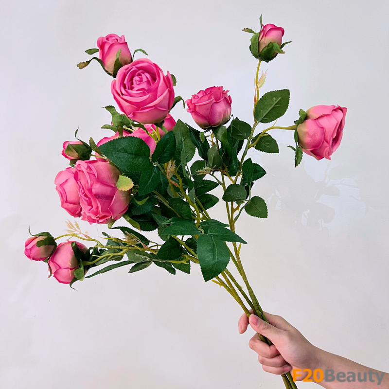 Sắc màu hồng Magenta rạng ngời: Hoa hồng Bulgaria đẹp độc đáo