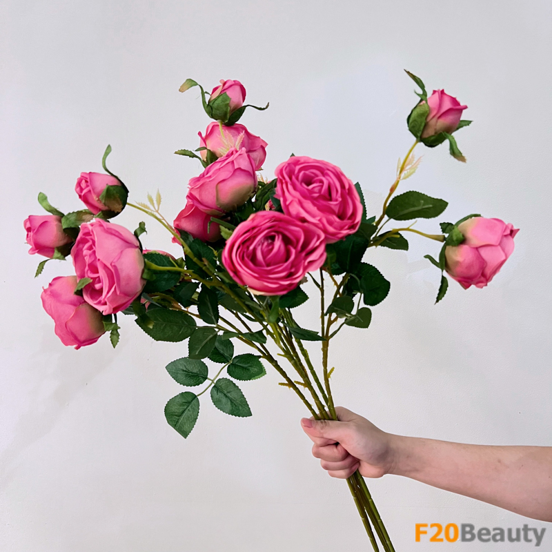 Hoa hồng Bulgaria: Sự thanh lịch của ba bông màu hồng Magenta