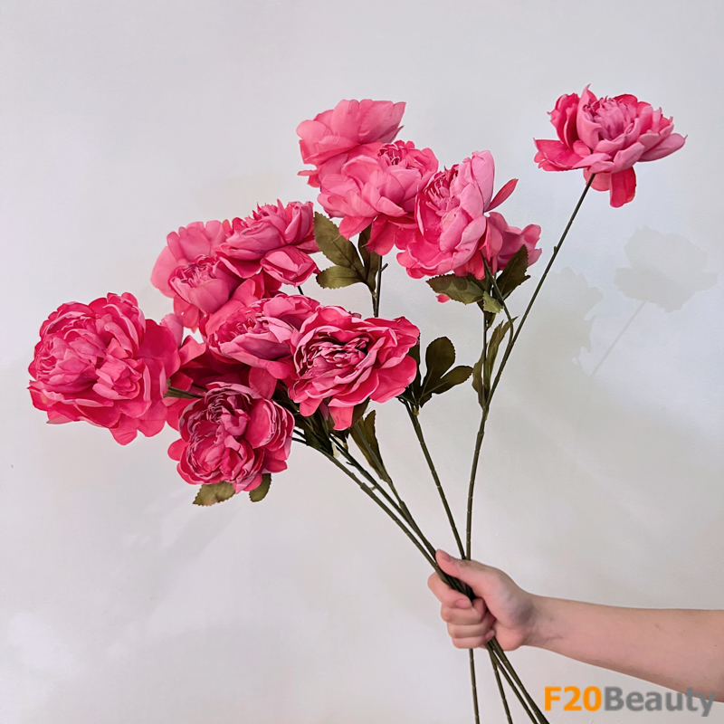 Tạo điểm nhấn với hoa hồng Magenta: Hình ảnh hoa hồng Louis De Funes