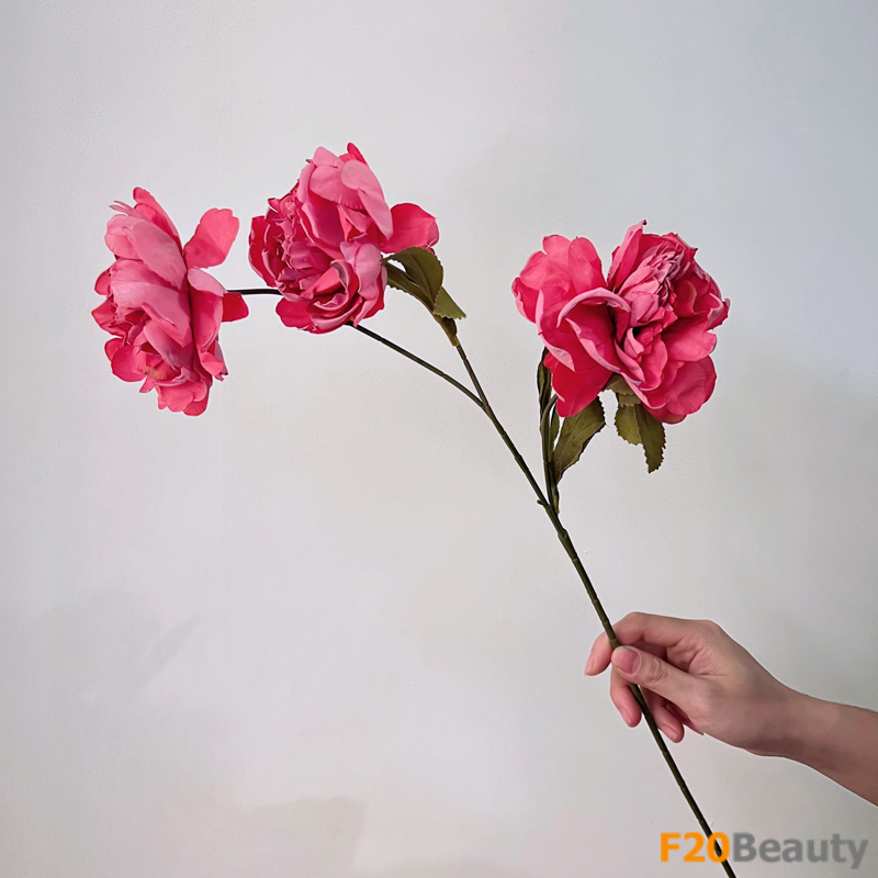 Sắc hồng Magenta tươi sáng: Hoa hồng Louis De Funes 3 bông trên một nhánh