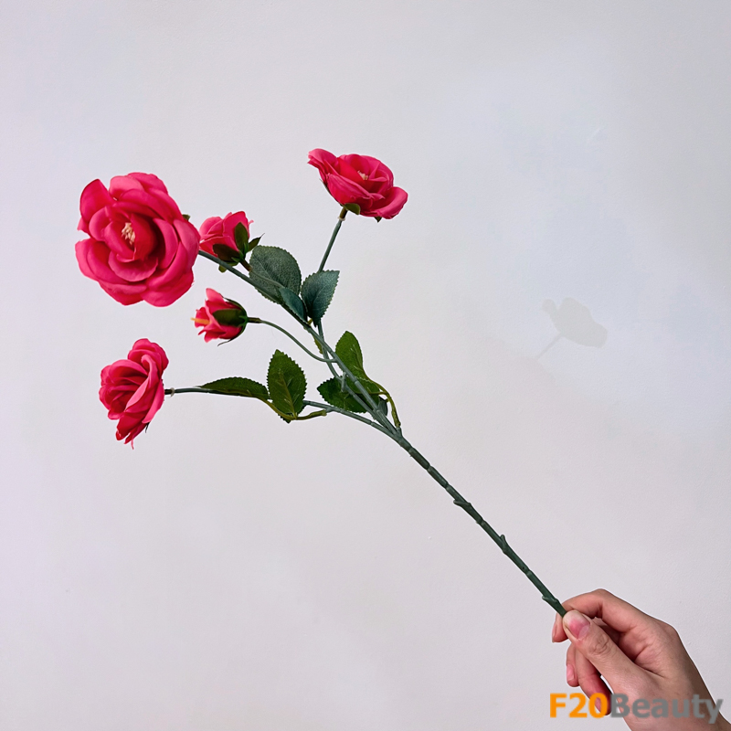 Hoa hồng Miniature màu hồng Magenta: Sắc đẹp bé nhỏ đầy quyến rũ