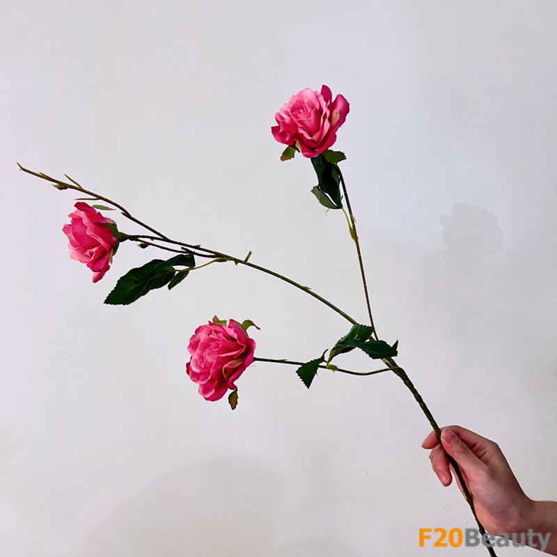 Nghệ thuật tự nhiên: Hình ảnh đẹp của hoa hồng lai Australia 3 bông màu hồng Magenta